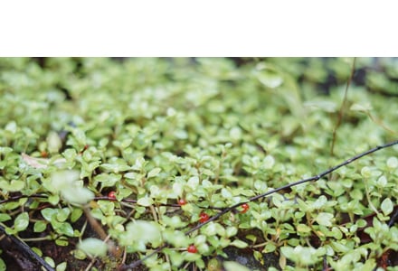 B2i Digital Featured Company_Starco Brands Inc_OTCQB STCB_Soylent Meal Replacements