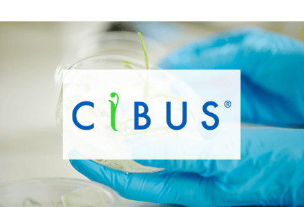 cibus-Roth-tile