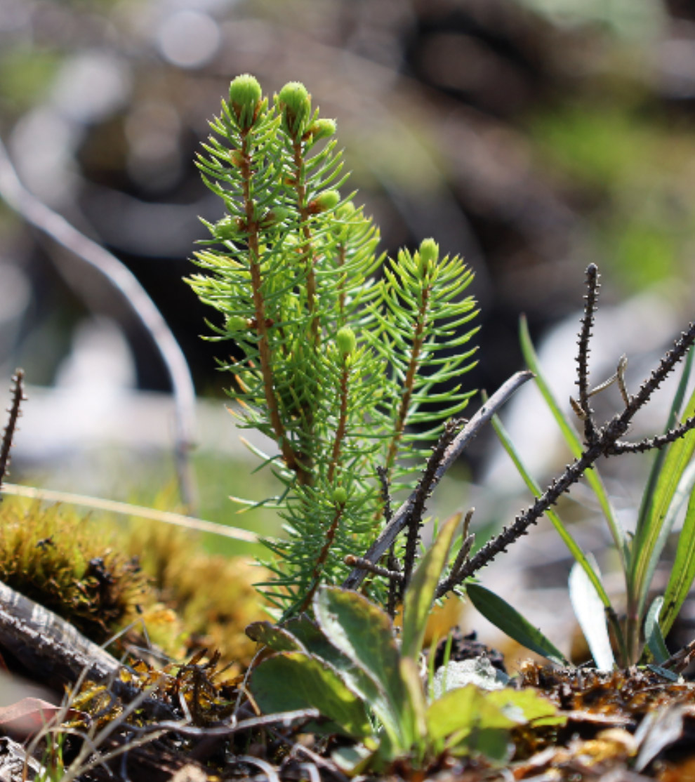 New-Found-Gold-Corp-(NFGC)-bg