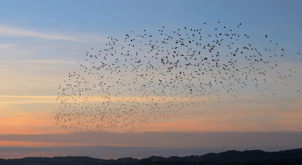 Sheppard Mullin image